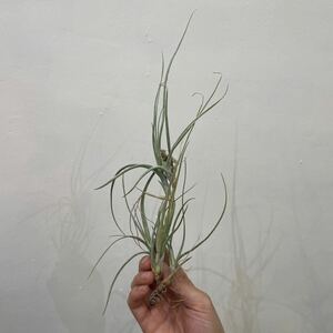 ［Pof］Tillandsia baileyi vivipara ティランジア・ベイレイ・ビビパラ