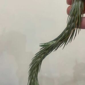 ［Pof］Tillandsia funckiana No.5 succulent form ティランジア・フンキアナ・サキュレントフォーム①の画像5