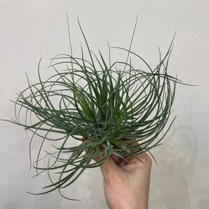 ［Pof］Tillandsia stricta ‘Cousin it’ ティランジア・ストリクタ・カズンイット ①