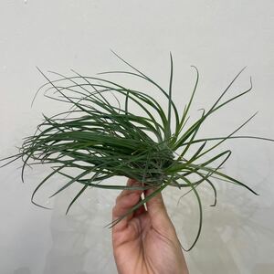 ［Pof］Tillandsia stricta ‘Cousin it’ ティランジア・ストリクタ・カズンイット ②