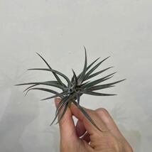 ［Pof］Tillandsia jonesii ティランジア・ジョネシー_画像5