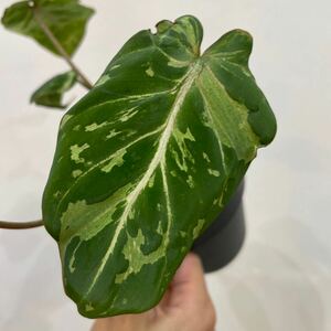 ［Pof］Philodendron Gloriosum variegata 'Camo' フィロデンドロン・グロリオーサム・斑入り・カモ