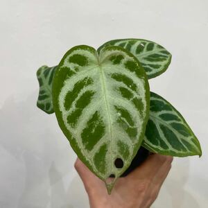 ［Pof］Anthurium waroqueanum × Silver Blush アンスリウム・ワロクアナム×シルバーブラッシュ