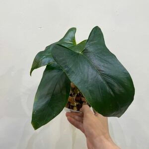 ［Pof］Anthurium nigrolaminum Gigi アンスリウム・ニグロラミナム・ギギ