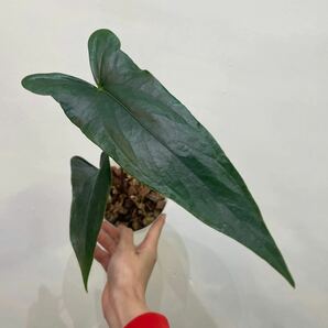 ［Pof］Anthurium nigrolaminum Gigi アンスリウム・ニグロラミナム・ギギ②の画像1