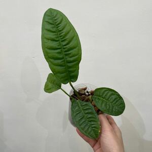 ［Pof］Anthurium reflexinervium アンスリウム・リフレクシネルビウム