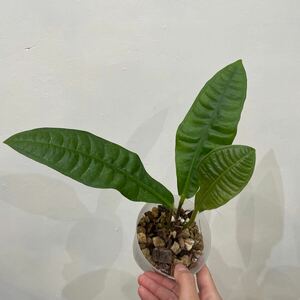 ［Pof］Anthurium reflexinervium アンスリウム・リフレクシネルビウム ②