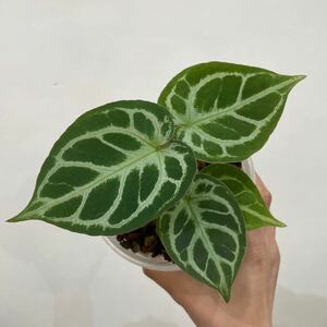 ［Pof］Anthurium King of Spades × Red crystallinum アンスリウム・キングオブスペード×レッドクリスタリナム