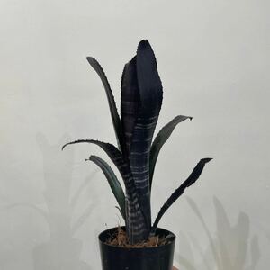 ［Pof］Billbergia Darth Vader ビルベルギア・ダースベイダー 