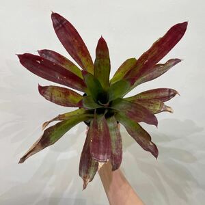 ［Pof］×Quesregelia (Quesnelia quesneliana x Neoregelia hyb.)ケスレゲリア（ケスネリア・ケスネリアナ×ネオレゲリア・ハイブリッド）