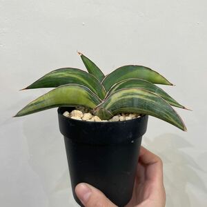 ［Pof］Sansevieria Koko variegata サンセベリア・ココ・斑入り