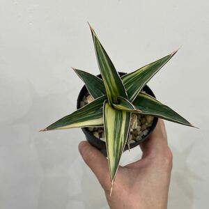 ［Pof］Sansevieria Lavranos 23251 variegata サンセベリア・ラブラノス 23251・斑入り