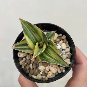 ［Pof］Sansevieria pinguicula variegata サンセベリア・ピングイキュラ・斑入り