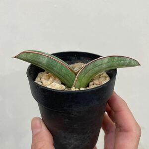 ［Pof］Sansevieria eilensis サンセベリア・エイレンシス