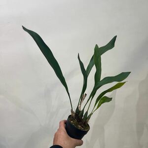 ［Pof］Coelogyne magna セロジネ・マグナ