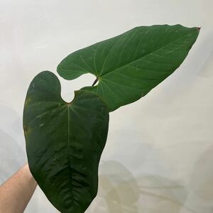 ［Pof］Anthurium cirinoi 'Agapornis' アンスリウム・シリノイ・アガポルニス