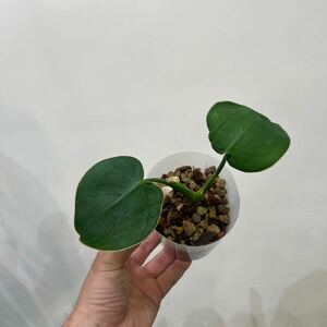 ［Pof］Philodendron rugulosum Pigskin フィロデンドロン・ルグローサム・ピッグスキン