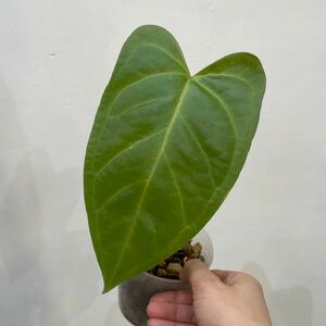 ［Pof］Anthurium magnificum × moronense アンスリウム・マグニフィカム×モロネンセ