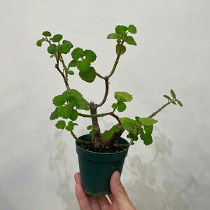 ［Pof］Plectranthus ernstii プレクトランサス・エルンスティー