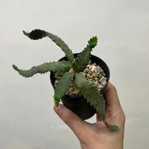 ［Pof］Euphorbia stellata ユーフォルビア・ステラータ（飛竜）①