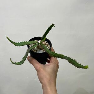 ［Pof］Euphorbia stellata ユーフォルビア・ステラータ（飛竜）