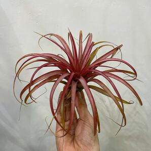 ［Pof］Tillandsia 'Marvelous Masterpiece' ティランジア・マーベラス マスターピース①の画像3