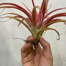 ［Pof］Tillandsia 'Marvelous Masterpiece' ティランジア・マーベラス マスターピース②_画像5