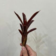 ［Pof］Neoregelia punctatissima 'Rubra' ネオレゲリア・プンクタティッシマ・ルブラ_画像3