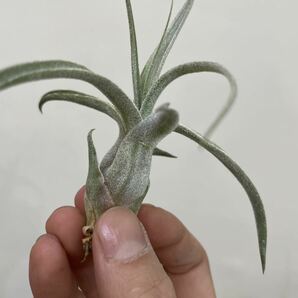 ［Pof］Tillandsia Lucille ティランジア・ルシール①の画像4