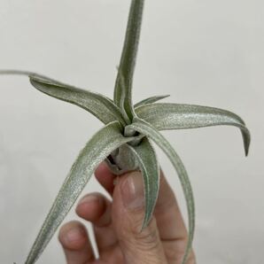 ［Pof］Tillandsia Lucille ティランジア・ルシール①の画像2