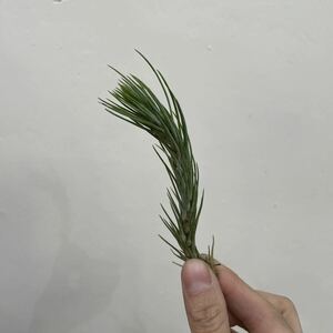 ［Pof］Tillandsia funckiana No.5 succulent form ティランジア・フンキアナ・サキュレントフォーム②