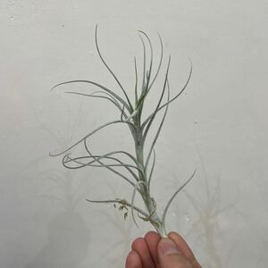 ［Pof］Tillandsia tectorum Caulescent Form ティランジア・テクトラム・カウレッセントフォーム③