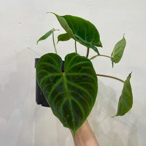 ［Pof］Philodendron verrcosum フィロデンドロン・ベルコーサム