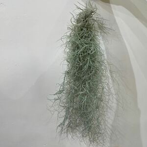 ［Pof］Tillandsia usneoides 'Thick Form' ティランジア・ウスネオイデス・チックフォーム②