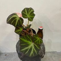 ［Pof］Begonia soli-mutata variegata ベゴニア・ソリムタータ・斑入り②_画像4