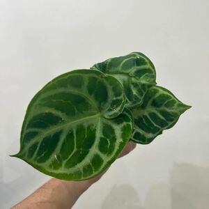 ［Pof］Anthurium Dorayaki アンスリウム・ドラヤキ 