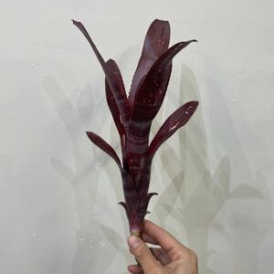 [Pof]Billbergia Hallelujah Bill bell gear * Hare ruya