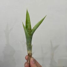 ［Pof］Billbergia zebrina alba ビルベルギア・ゼブリナ・アルバ_画像2