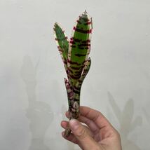 ［Pof］Neoregelia Wild Rabbit ネオレゲリア・ワイルドラビット_画像2