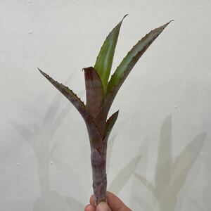 [Pof]Billbergia Calico Bill bell gear *kya Rico 