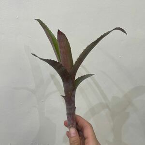 ［Pof］Billbergia Calico ビルベルギア・キャリコ②