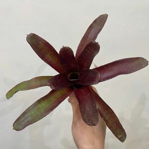 ［Pof］Neoregelia Atlantis ネオレゲリア・アトランティス①