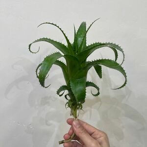 [Pof]Hylaeaicum mooreanum high la air squid m*m- rare nam(Neoregelia Neo rege rear )①