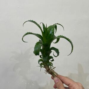 ［Pof］Hylaeaicum mooreanum ハイラエアイカム・ムーレアナム（Neoregelia ネオレゲリア）④