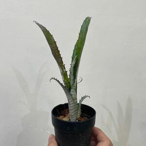 ［Pof］Billbergia Pipeline ビルベルギア・パイプライン①