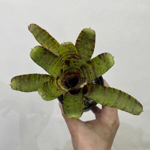 ［Pof］Neoregelia 'Alley Cat' ネオレゲリア・アーリーキャット