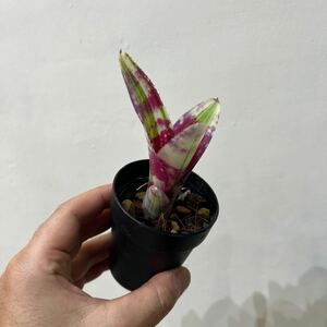 ［Pof］Neoregelia Blown Away ネオレゲリア・ブラウン・アウェイ