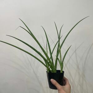 ［Pof］Sansevieria wicha gold サンセベリア・ウィッチャゴールド③