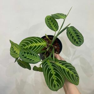 ［Pof］Maranta leuconeura 'Lemon Lime' マランタ・レウコネウラ・レモンライム