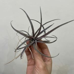 ［Pof］Tillandsia capitata var. domingensis ティランジア・カピタータ・ドミンゲンシス③